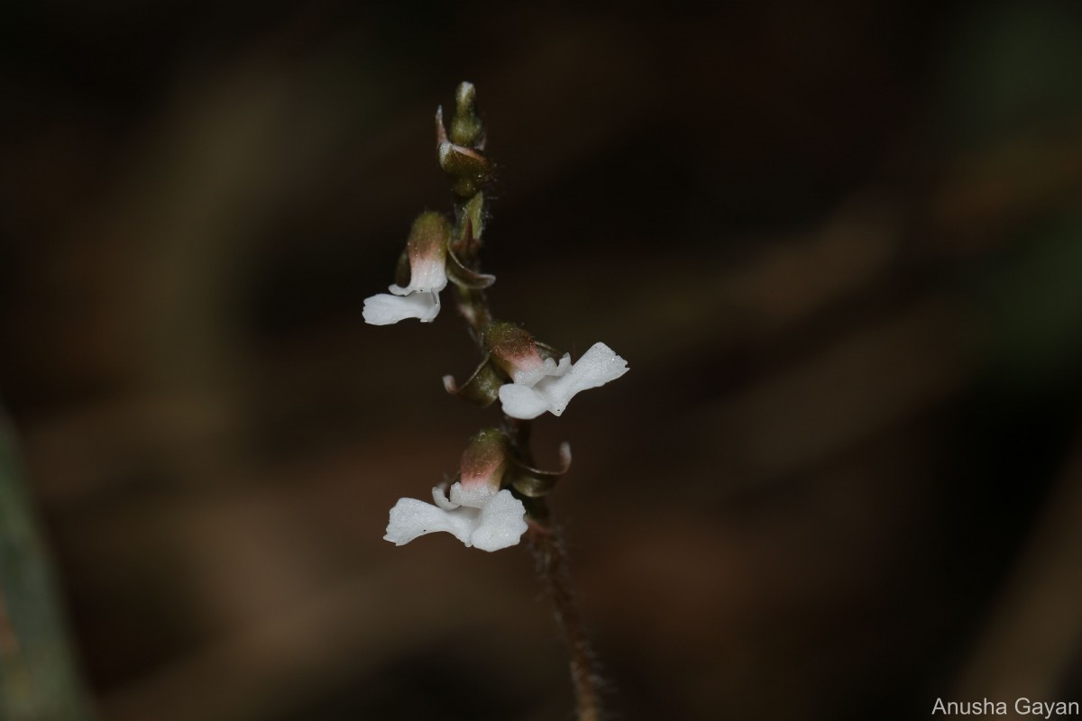 Zeuxine regia (Lindl.) Trimen